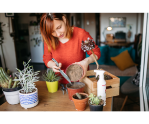 Gartentipps für den Februar