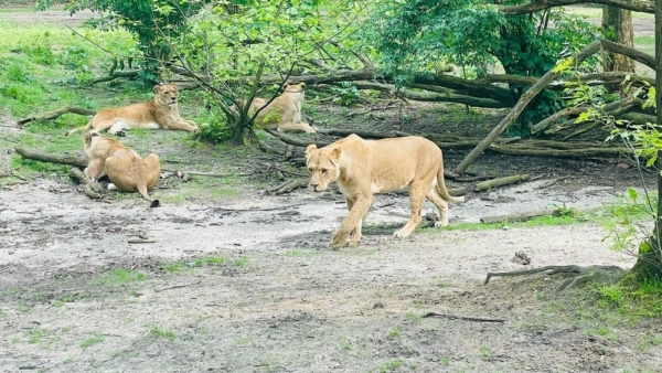 2023 feiert der Burgers Zoo in Arnheim, welcher heute über eine Million Besucher im Jahr zählt, sein 110-jähriges Bestehen